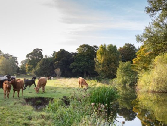Cows by the River Stour