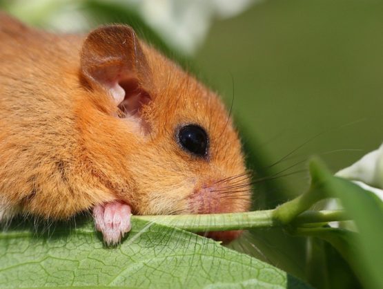 Dormouse by a leaf