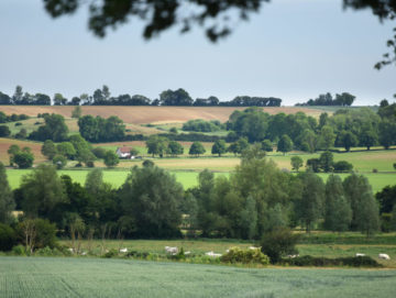 Landscape view of fields