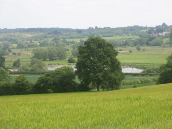 Landscape view of a field with trees