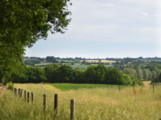Landscape view of field